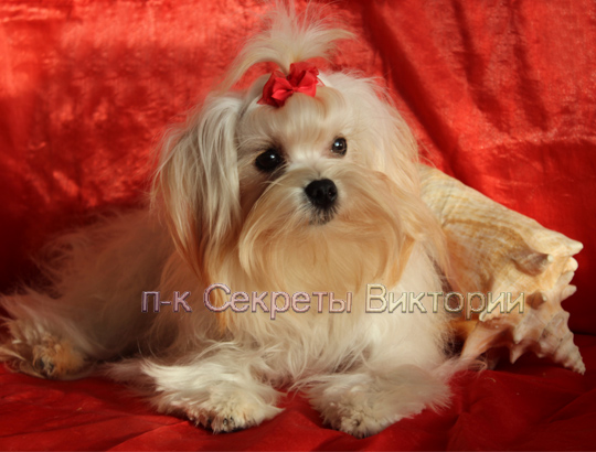 НОТКА - щенок русской цветной болонки