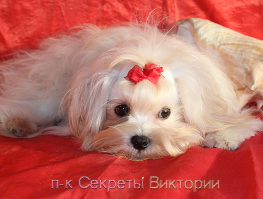 НОТКА - щенок русской цветной болонки